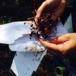 24th Annual Fall Native Plant Sale