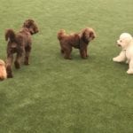 Rollicking Frolicking Pups Celebrate their New Play Area