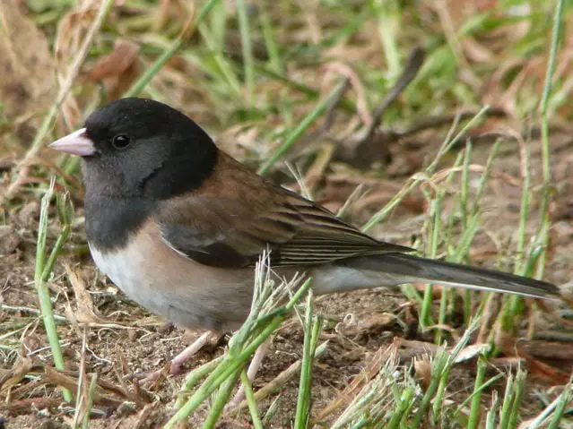 Dark Eyed Junco