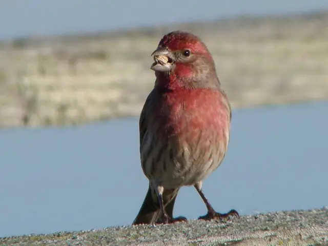 House Finch