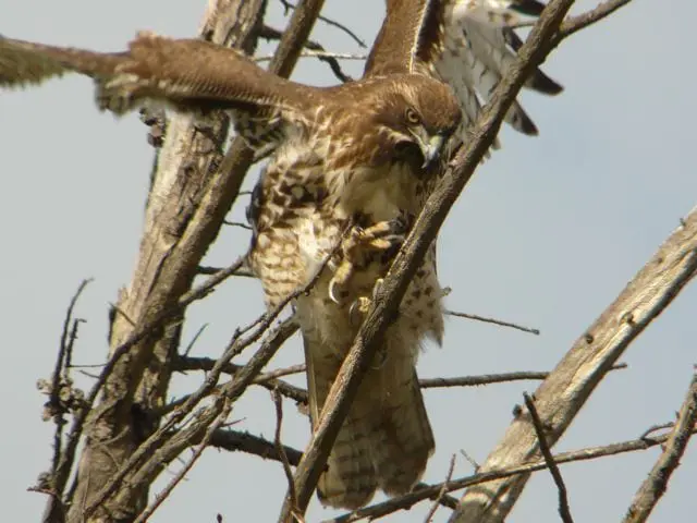 Red Tailed Hawk