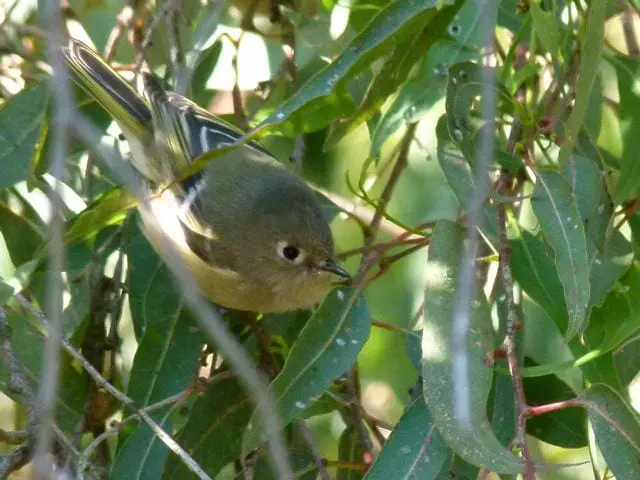 Ruby Crowned Kinglet-1