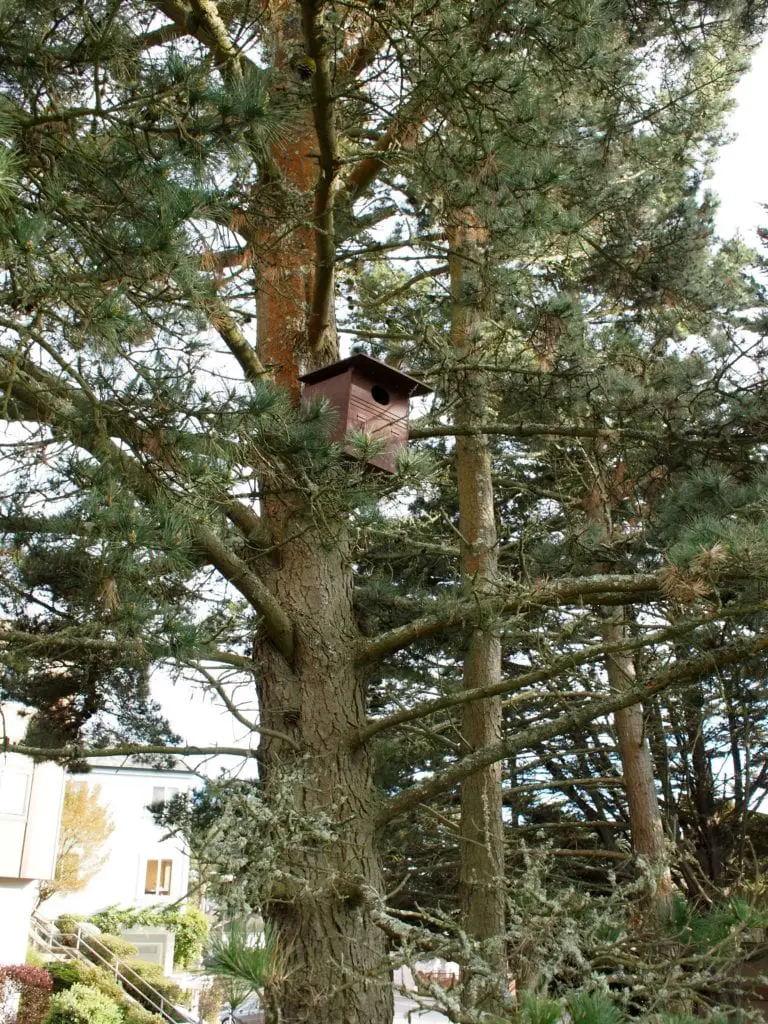 owl house