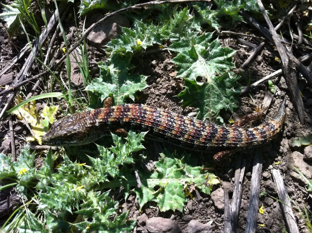alligator2 A San Francisco alligator lizard, photographed by Martin Duggan.