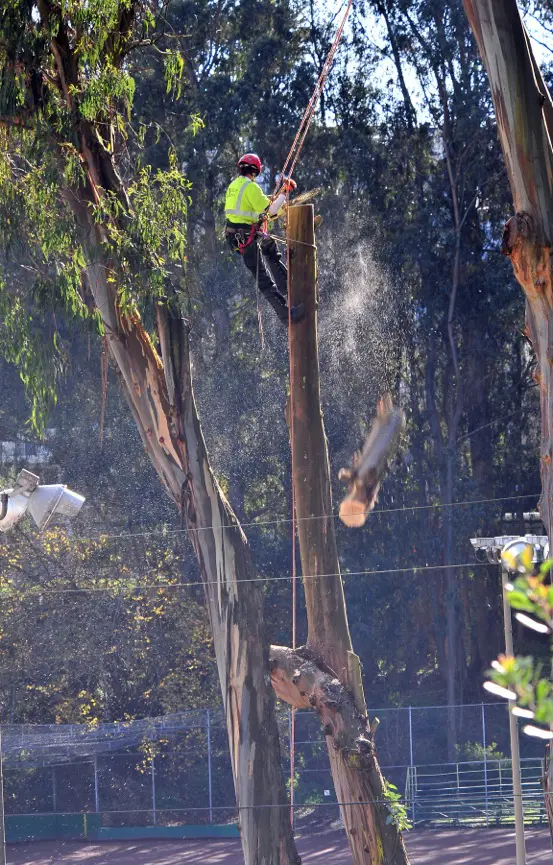 Work ers being removing eucalyptus trees by the tennis courts at Glen Canyon Park in preparation for the renovation of the Rec Center, Courts, Play Area and Entrance. Photo: Michael Waldstein