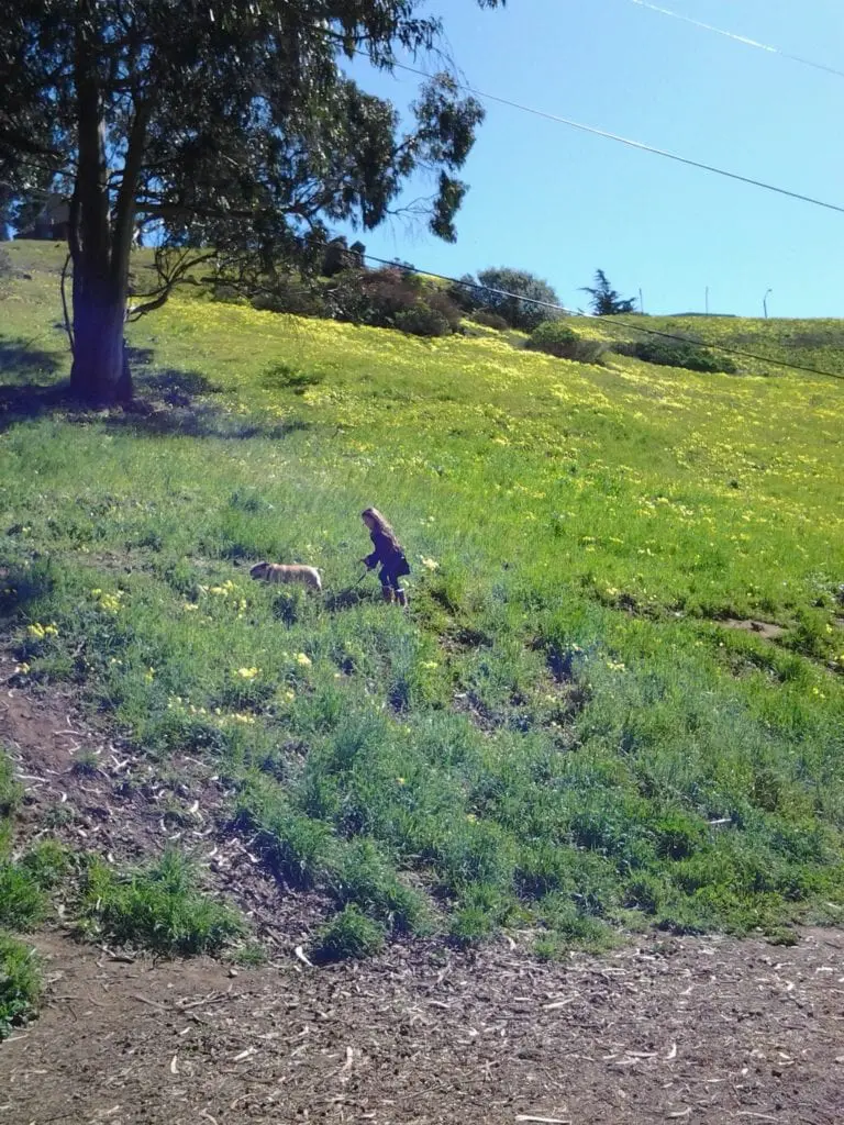 Spring wild flowers in Glen Canyon. Photo by Lewison Lem.