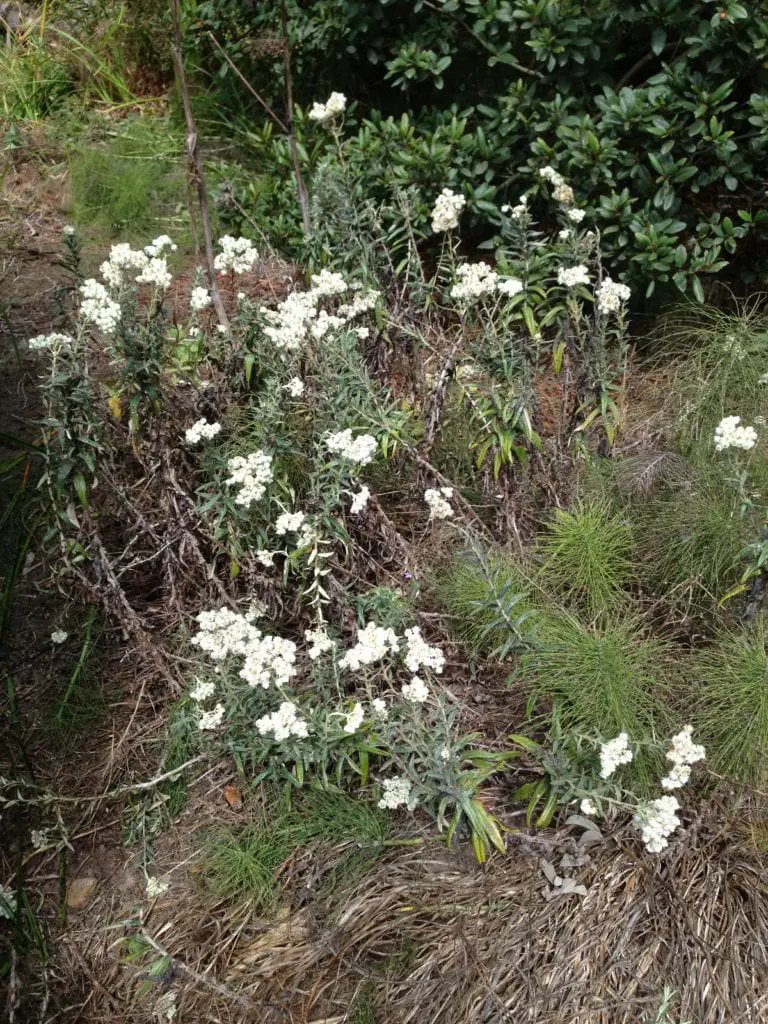Pearly everlasting, one of many California native plants that provide habitat for Glen Canyon insects.