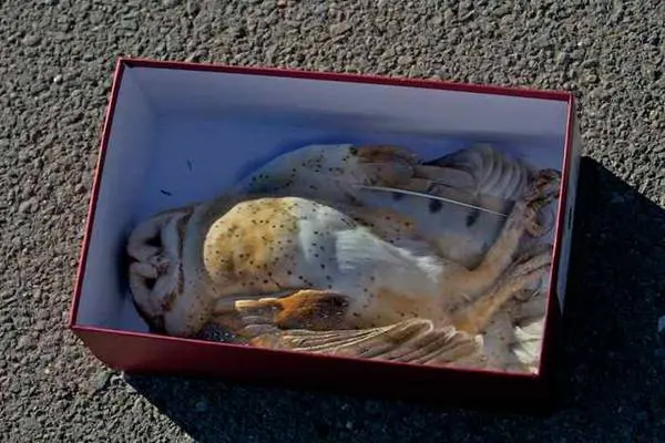 dead owl