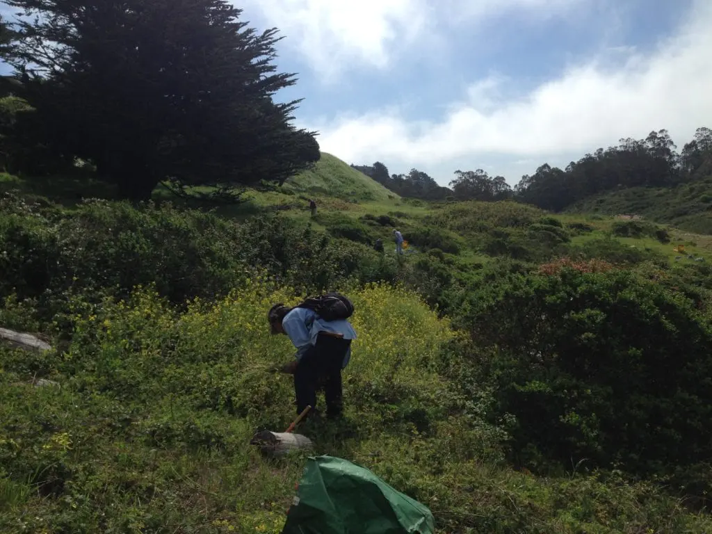 3.Steve Uchida and Jean Conner, two Friends of Glen Canyon Park, bending to remove mustard from a Glen Canyon hillside. April 9, 2014.