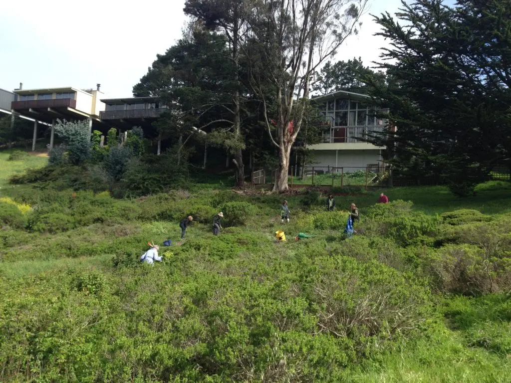4.Friends of Glen Canyon Park volunteers and Natural Areas Programs gardeners fan out across Glen Canyon shrub land and remove inimical mustard and radish from the slope. April 10, 2014