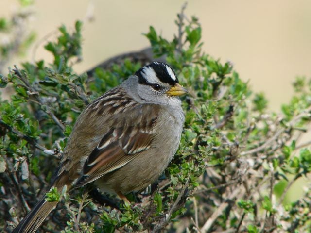 White Crowned Sparrow