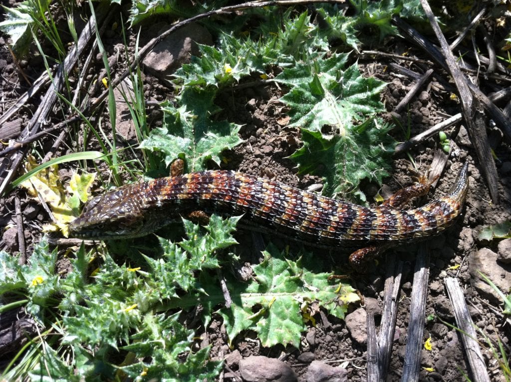 A San Francisco alligator lizard, photographed by Martin Duggan.