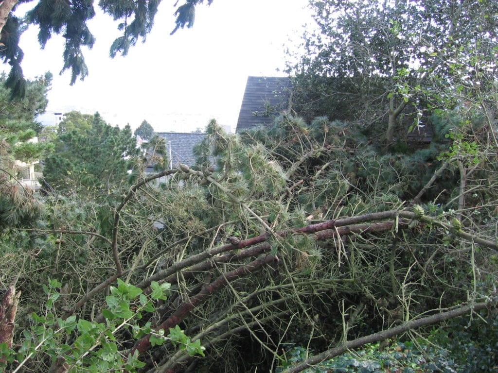 fallen tree branches