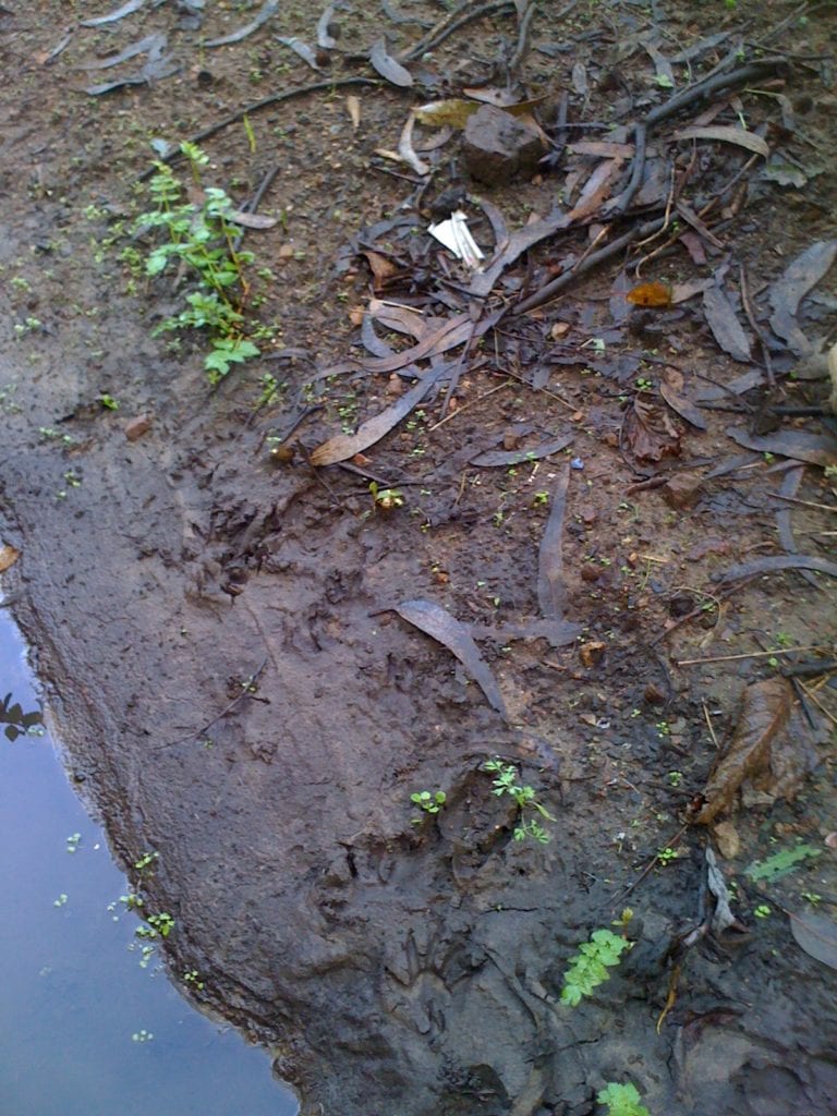 Raccoon tracks within inches of Glen Canyon's Islais Creek, indicate this canyon critter was thirsty! Photo taken on December 12, 2012.