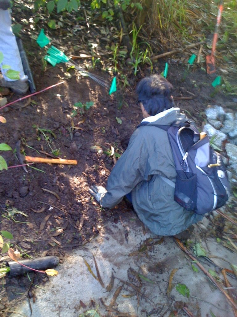 Friends of Glen Canyon Park Steven Uchida planting California native plants along Islais Creek on December 12, 2012.