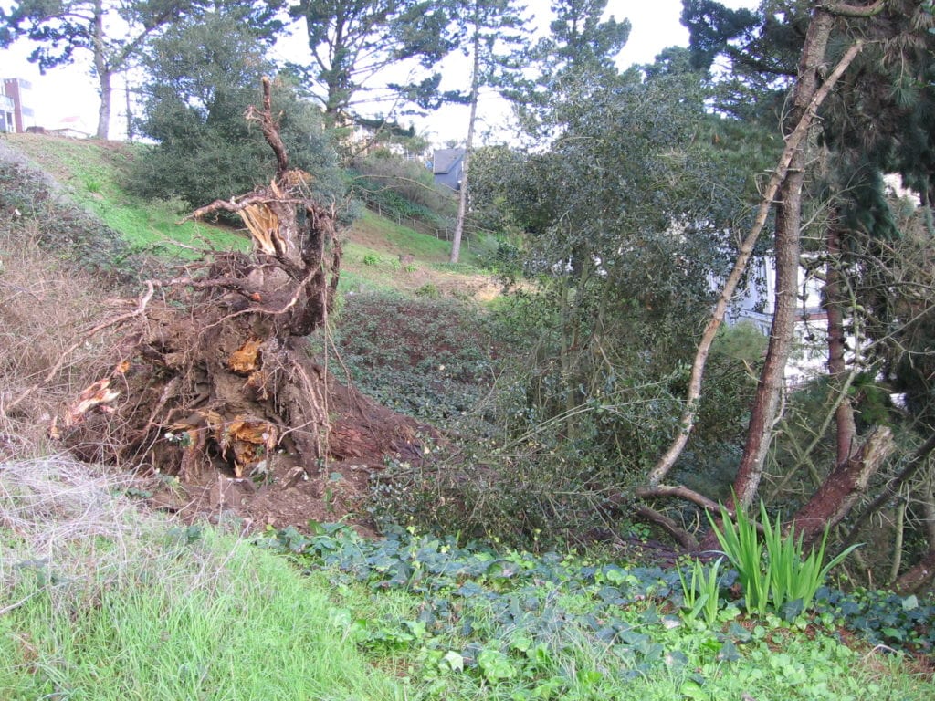 A Monterey Pine which toppled in the open space at 29th Street and Diamond St. Photo:  SF Rec & Park.