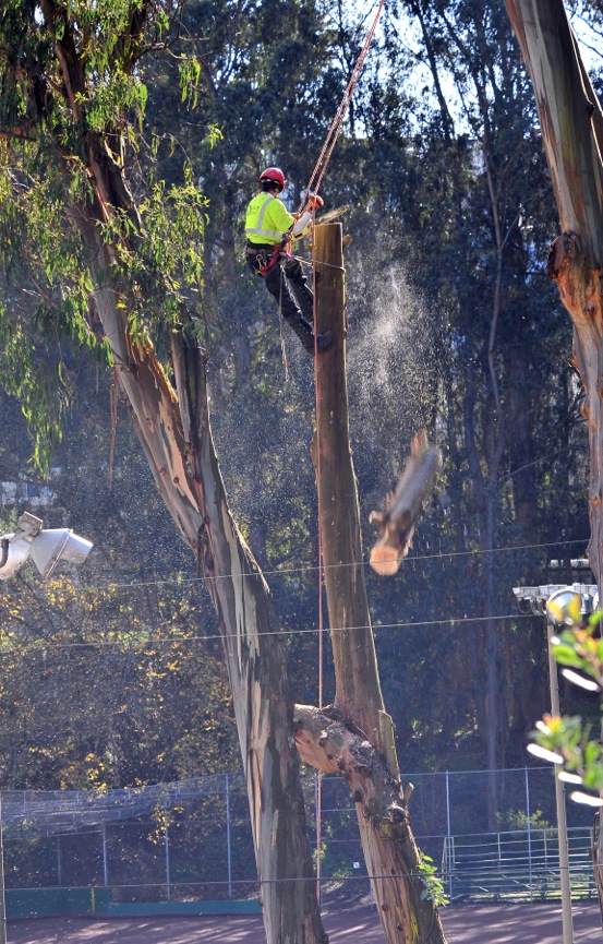 Work ers being removing eucalyptus trees by the tennis courts at Glen Canyon Park in preparation for the renovation of the Rec Center, Courts, Play Area and Entrance. Photo: Michael Waldstein