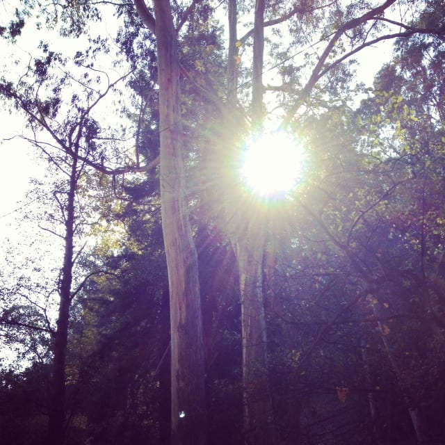 New Year's Day in the canyon. Photo by Susan Sutton.