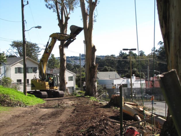 Jan 14, 2013. Photo courtesy of SF Forest Alliance.