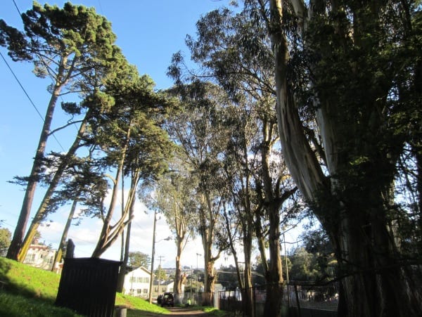 Jan 9, 2013. Photo SF Forest Alliance.