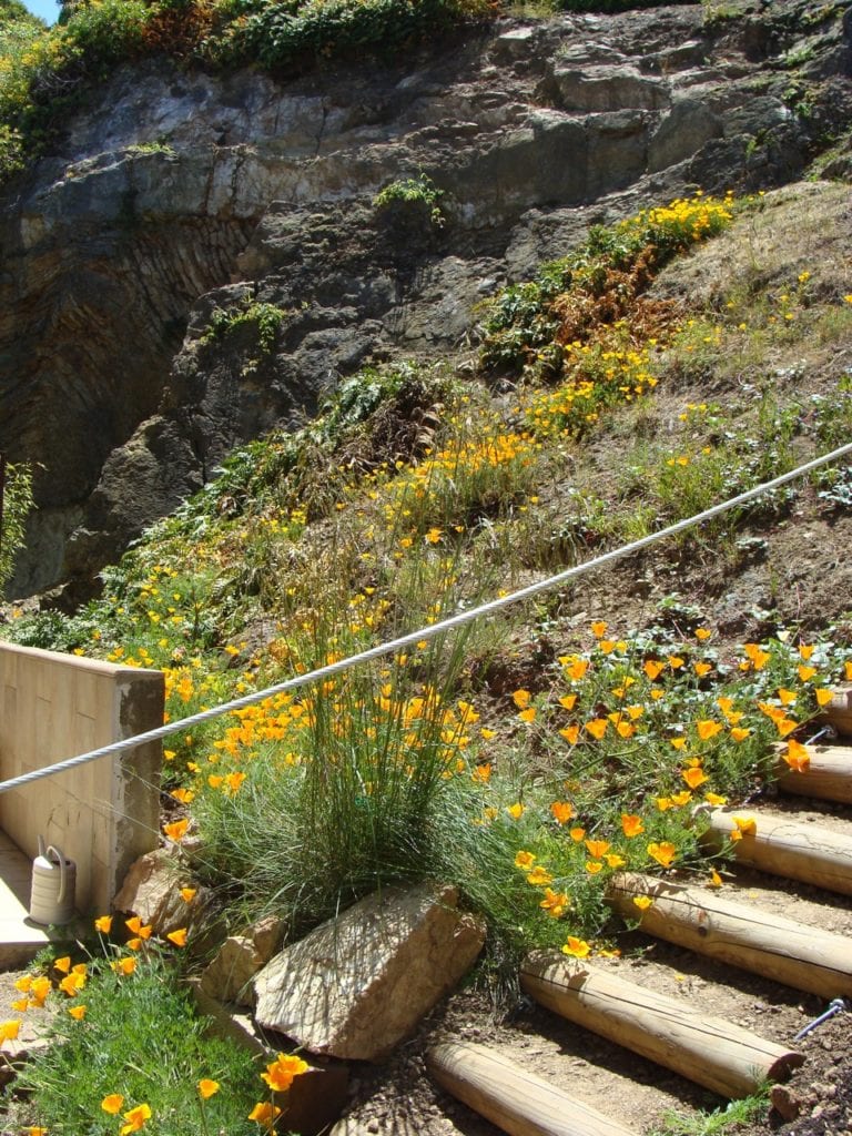 This steep hillside garden, in the area of Malta Drive near O'Shaughnessy Blvd., will be a new one on the tour this year.  The owner/gardener has done wonders with adaptable native plants in this challenging terrain. Photo by Margo Bors.