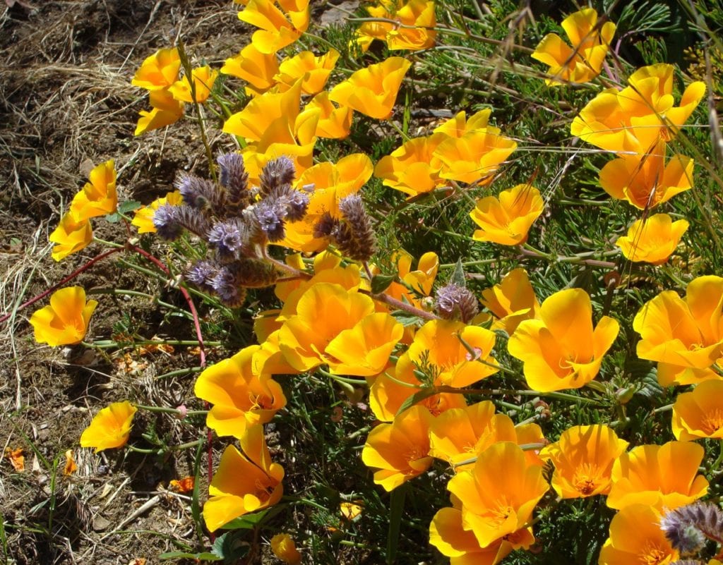 Poppies and phacelia from above garden. Photo by Margo Bors.