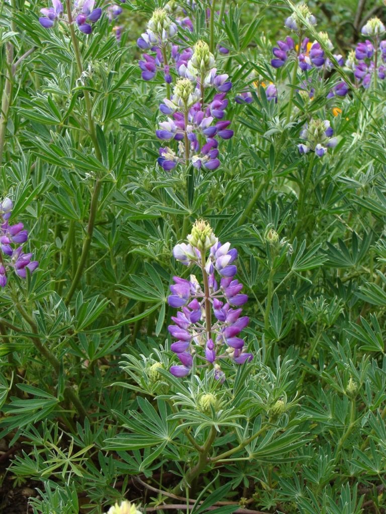 Lupine in all native garden at 34 Valletta. Photo by Margo Bors