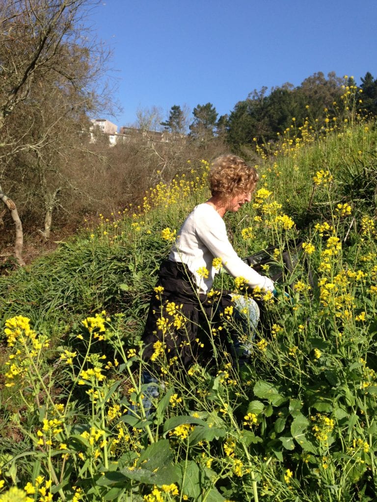 Alison weeding mustard.