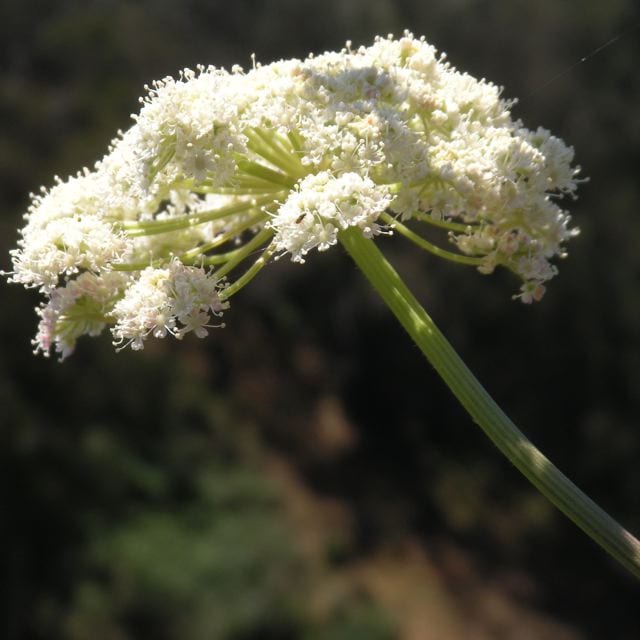 Angelica in Glen Canyon. Photo by Richard Craib.