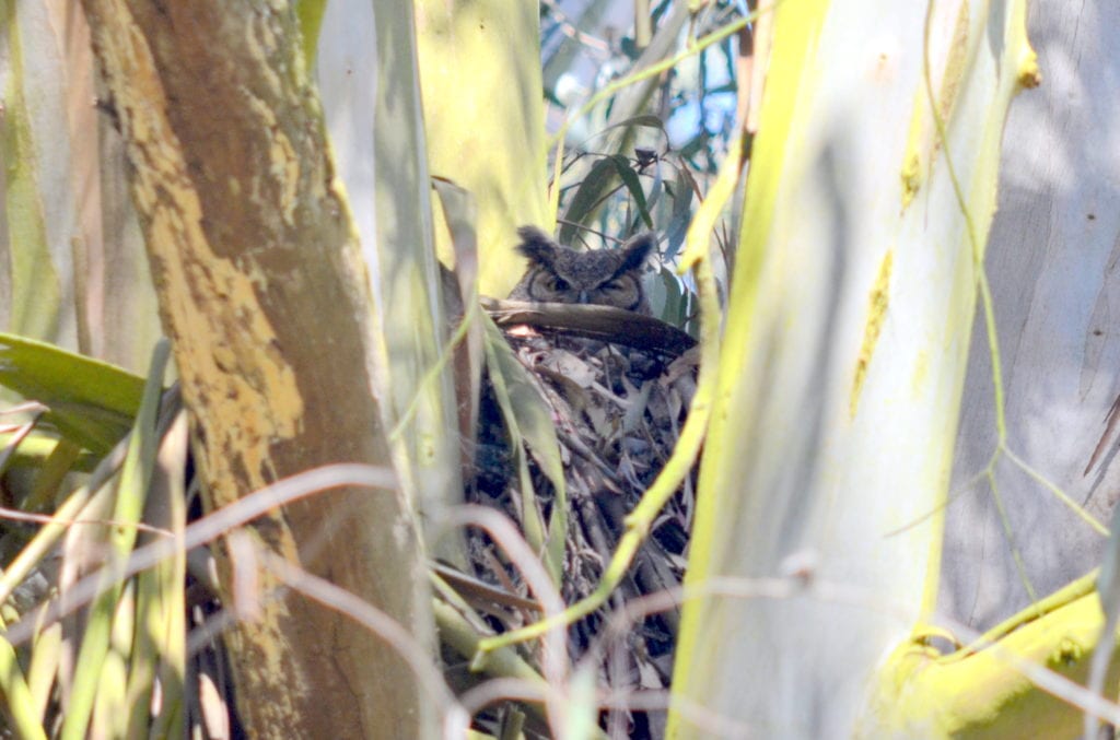 An owl nesting in Glen Canyon Park. Photo by Evelyn Rose.
