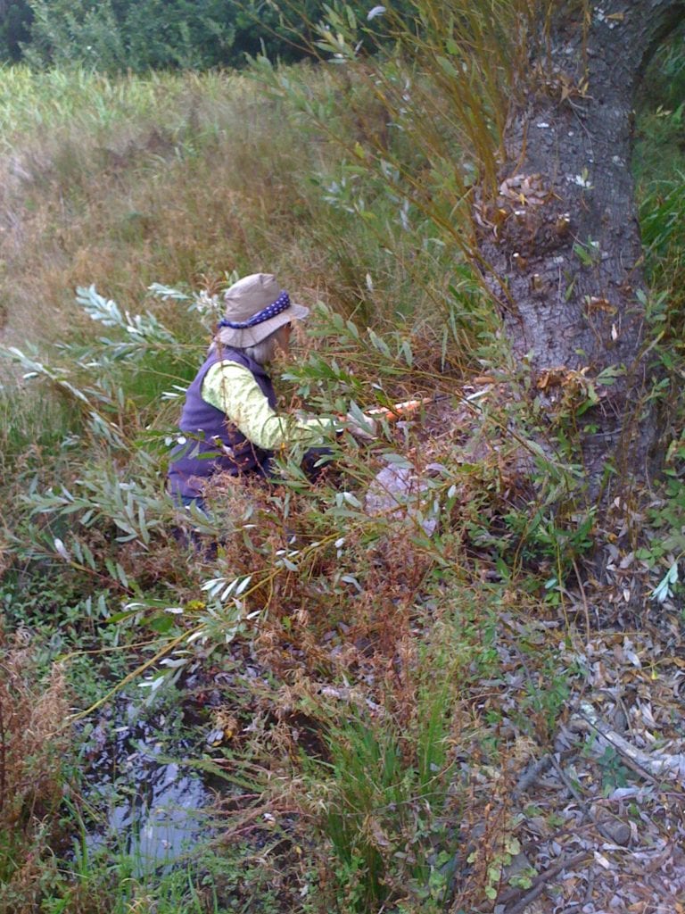  Gloria Koch volunteering in Glen Canyon's seep, above the Willow Creek Trail. 