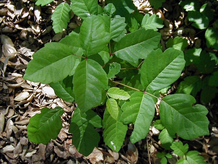 Poison oak in Glen Canyon. Photo by Ashley Hathaway