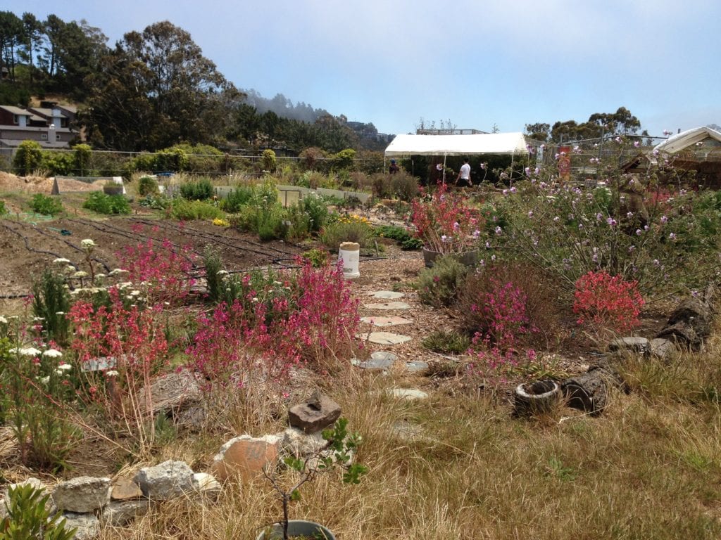 California native plant garden housed on student farm at the Academy of Arts and Sciences.