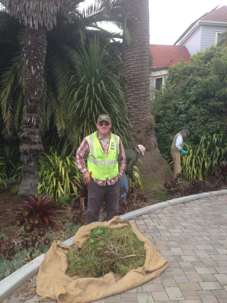 Sally Ross and Don Norris weeding while Rec and Park's Dave Crossman prepares to bundle up weeds and truck them to McLaren Park for composting.