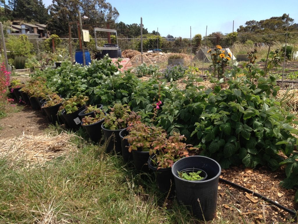 Rows of leafy green vegetables at the Academy of Arts and Sciences student farm.