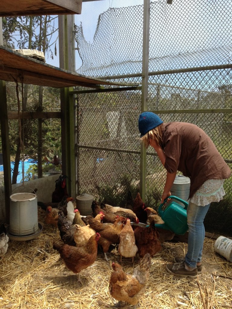 ECOSF staff member Tori Jacobs watering chickens at student farm on SFUSD property. Tori can multi-task. She's talking to Davin Wentworth-Thrasher, another ECOSF staff member.