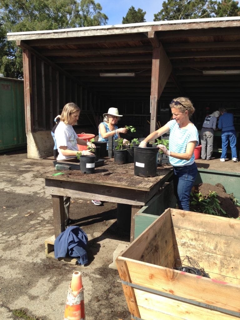 Friends of Glen Canyon Park volunteers Kay Westerberg, Gloria Koch and Alison Mitchell potting California native plants on a sunny June 26 day in Rec and Park Golden Gate Park nursery.