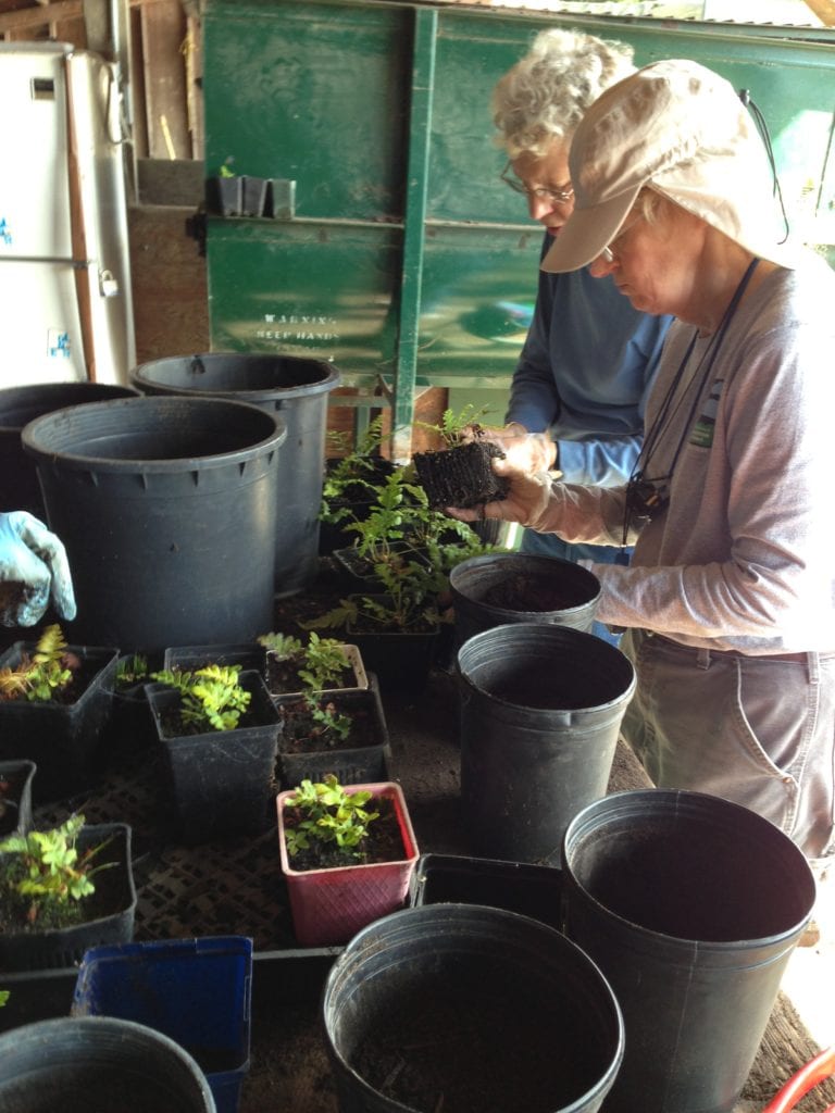 Mary Huizinga and Jean Conner re-potting California native plants, working in the shade of Rec and Park potting shed. 