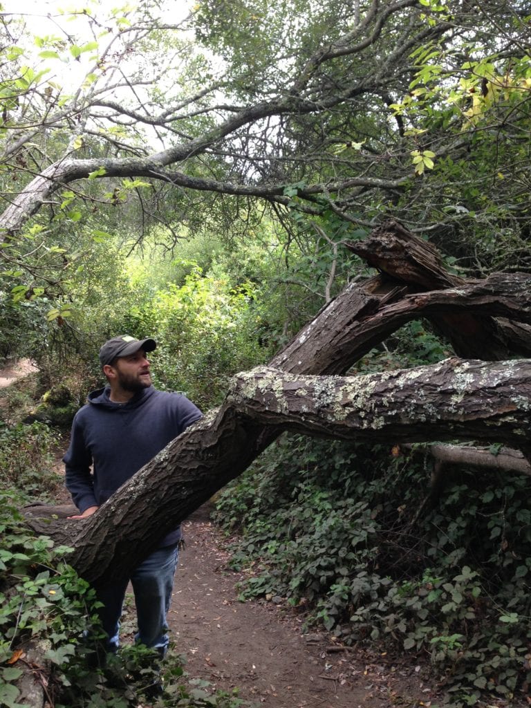 A willow limb that rests in a horizontal position, making it difficult for walkers to transverse the Willow Loop Trail.