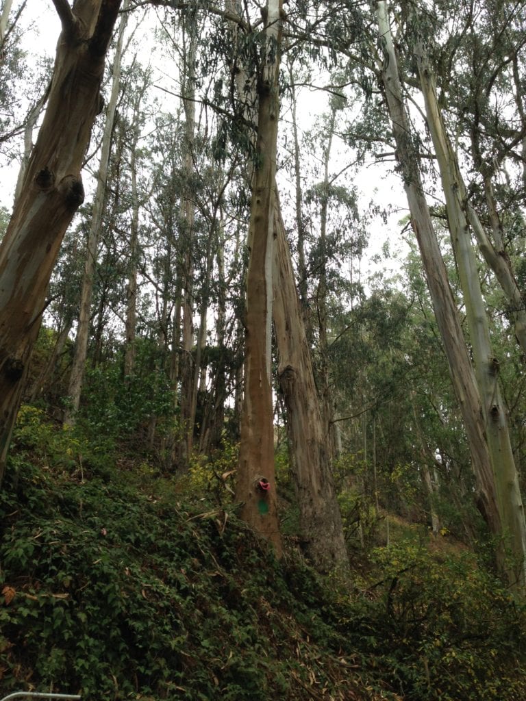 A eucalyptus tree scheduled for removal along Banana Slug Way, which runs parallel to Islais Creek. Hazardous trees being during the 15 month project will be replaced by trail side restoration planting of native shrubs.