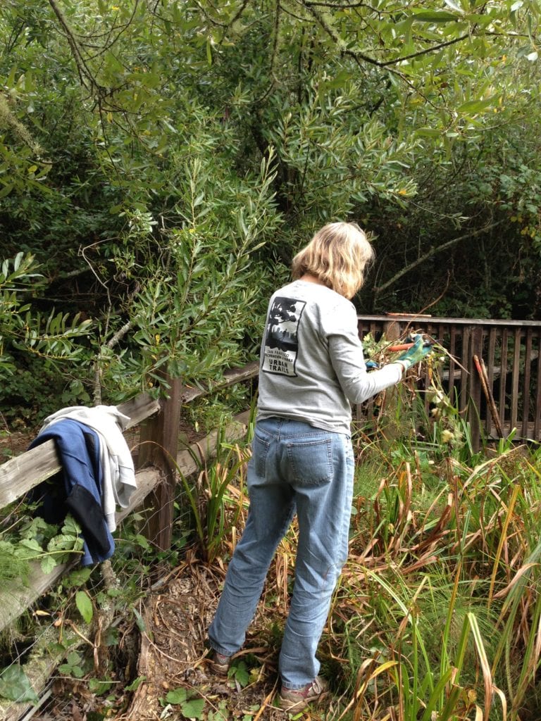 Kay Westerberg unraveling strands of Himalayan blackberry and Cape ivy in Natural Areas Program Pool Two, an Islais Creek sanctuary for reintroduced California native plants.