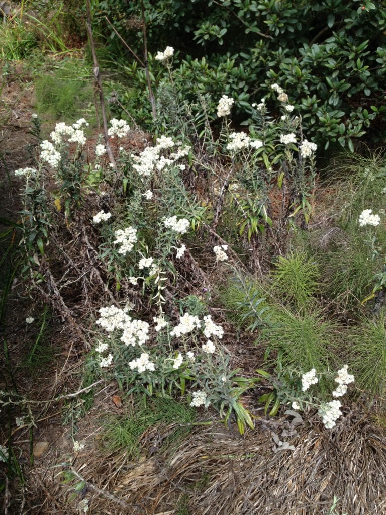 Pearly everlasting, one of many California native plants that provide habitat for Glen Canyon insects. 