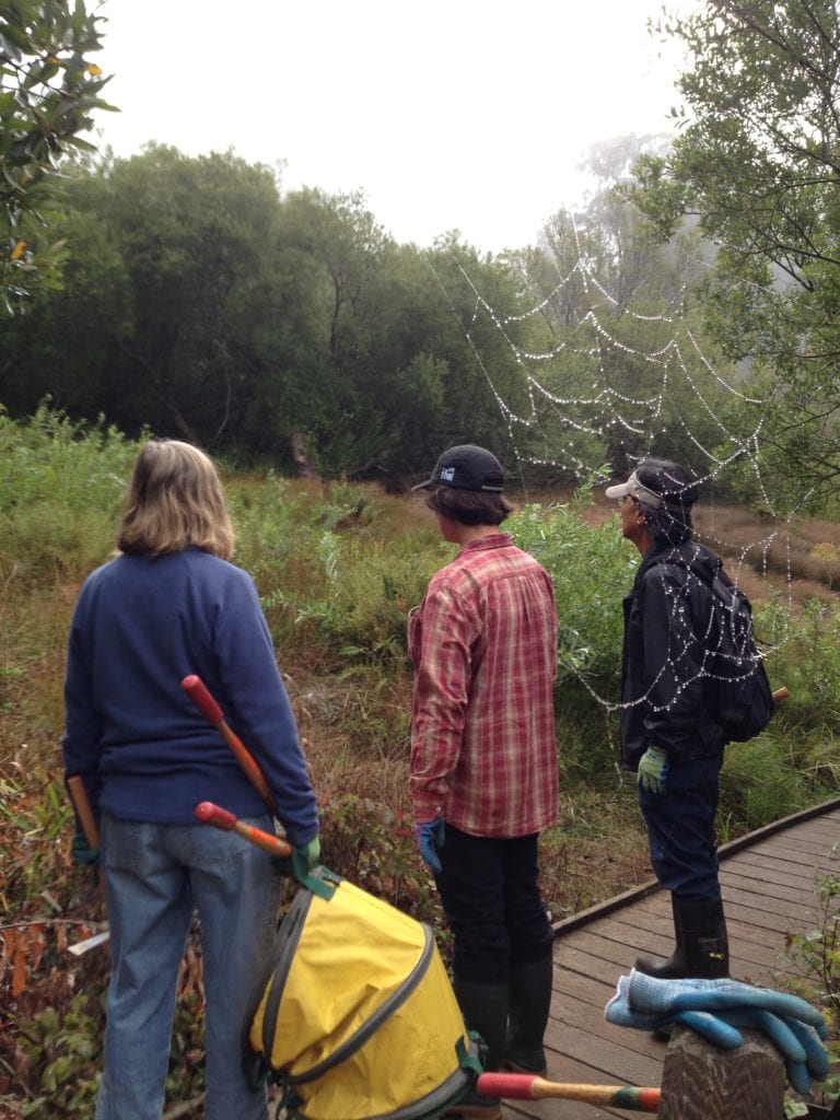 Kay Westerberg (holding mattock, lopper and pop-up bag) and Steve Uchida studying spider webs in seep adjacent to Islais Creek boardwalk.