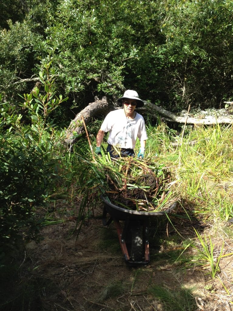 Steve Uchida beginning to remove bulrushes from Islais Creek. The sedge chokes the stream, which prevents damselflies from accessing water.