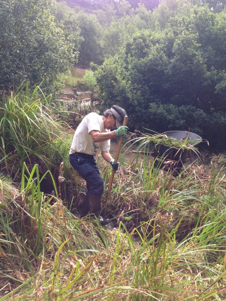 Steve Uchida dredging Islais Creek of bulrush.