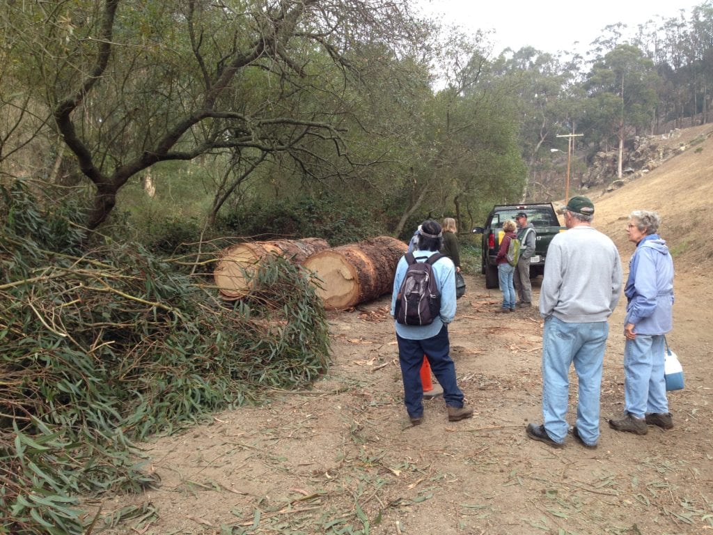 Friends of Glen Canyon Park study part of a eucalyptus tree removed from Islias Creek, which is part of the 15 month Glen Canyon Trails Project that began on October 29. For the full scope of the project link to Fall 2013 edition of the Glen Park News (Vol 31, No. 3 - Pages 12-13). The newspaper can be found at the top of this web page under title back issues.