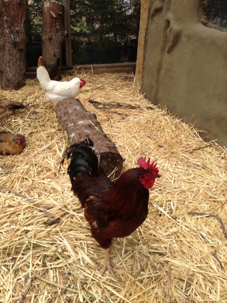 Jesse James, healthy and active, in his SOTA/Academy of the Arts eco-SF chicken coop.