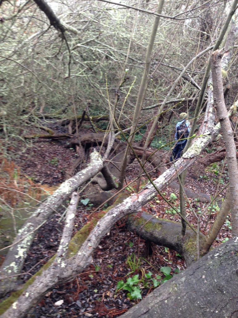 Friends of Glen Canyon Park volunteer, Steve Uchida surveying a Glen Canyon homeless camp, surrounded by twisting Arroyo willow.