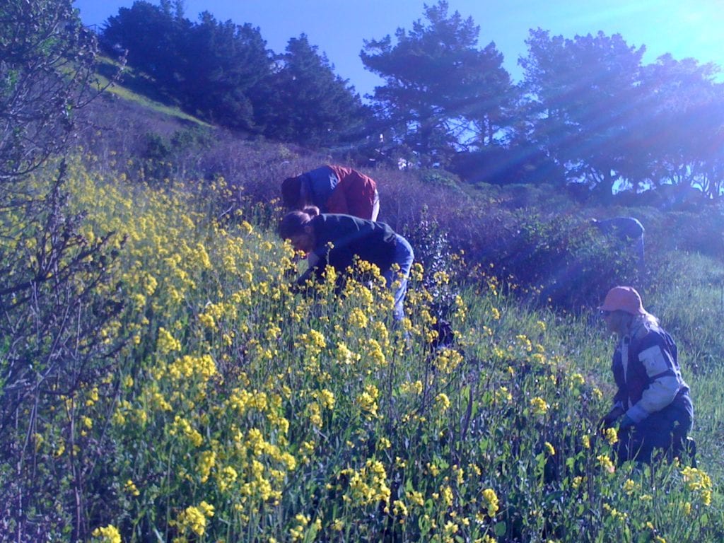 1.Friends of Glen Canyon Park removing mustard from a canyon slope.