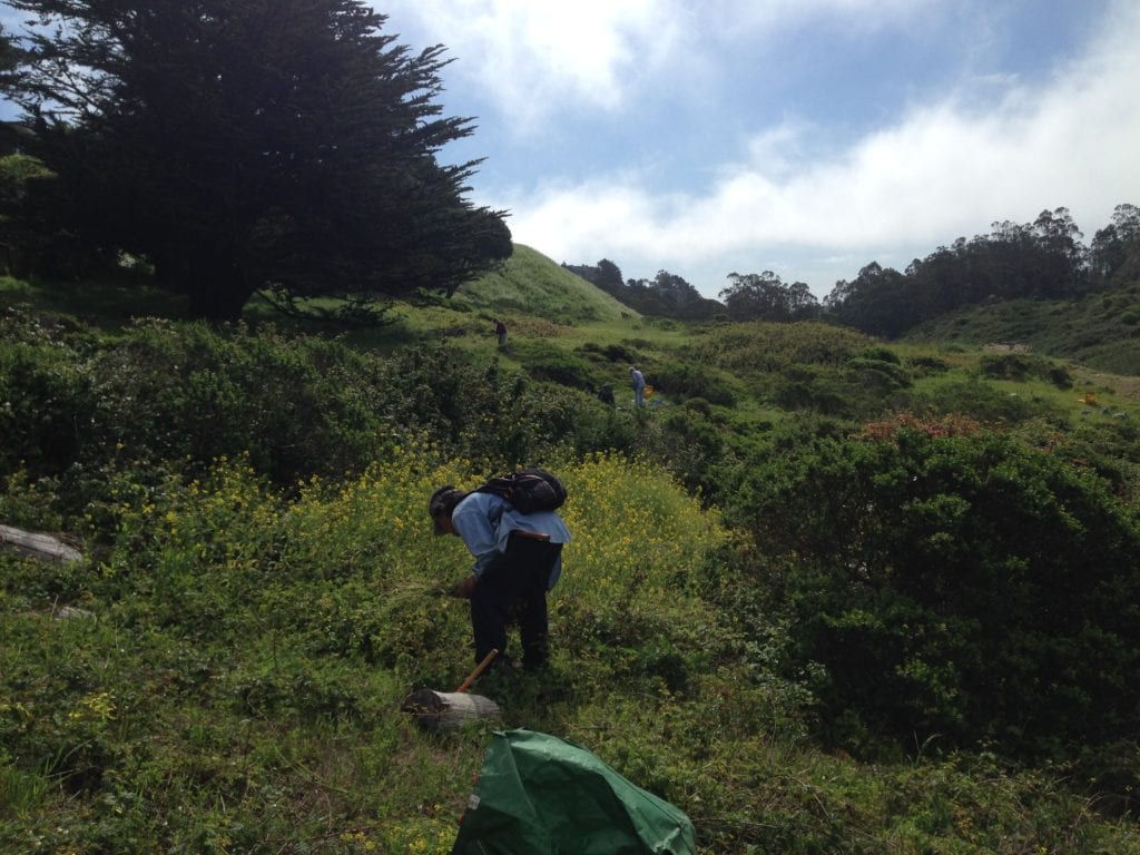 3.Steve Uchida and Jean Conner, two Friends of Glen Canyon Park, bending to remove mustard from a Glen Canyon hillside.  April 9, 2014.